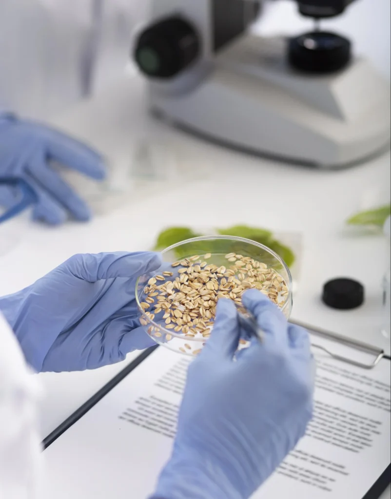 Исследования сырья и контроль качества зерновых культур в соответствии с ГОСТами Экспертная оценка и анализ зерна в чашке Петри: лабораторные испытания сырья для пищевой продукции