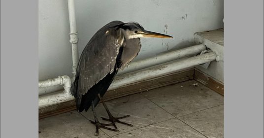 Спасение цапли