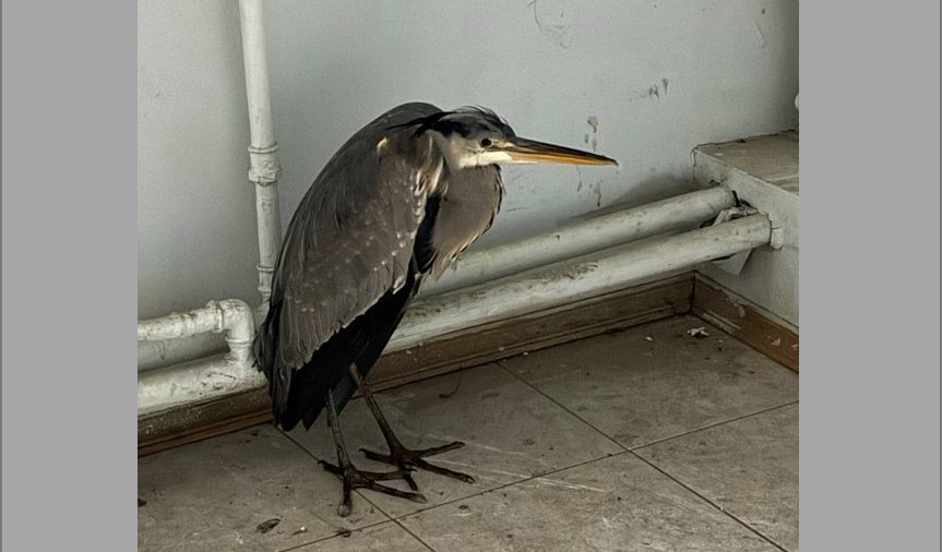 Спасение цапли